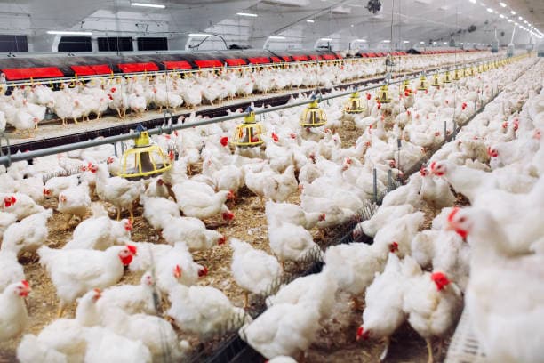 Live Chicken
