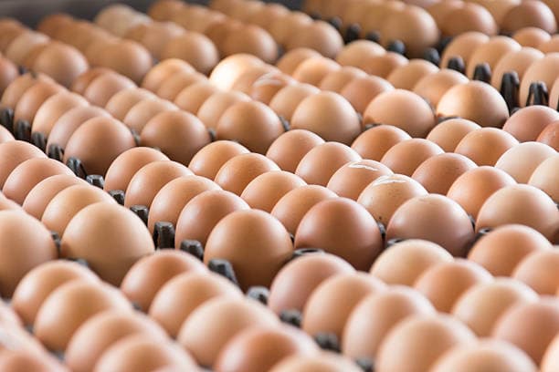 Eggs
