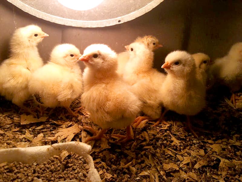 Broiler Day-Old Chicks