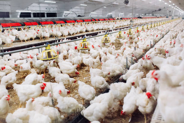 Premium Broilers (Live)