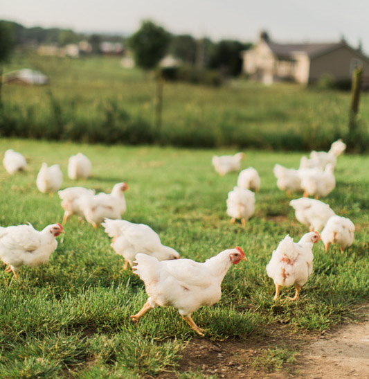 Free-Range Broilers (Live)